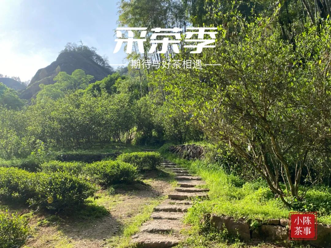 水仙足火乌龙茶马口味道怎么样,武夷岩茶老枞水仙1999年的能喝吗