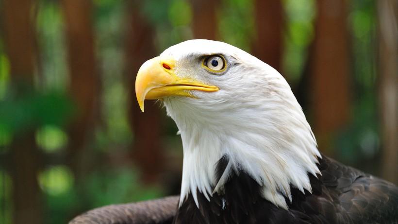 各国的国宝和国鸟都是什么,中国十大国宝珍稀鸟