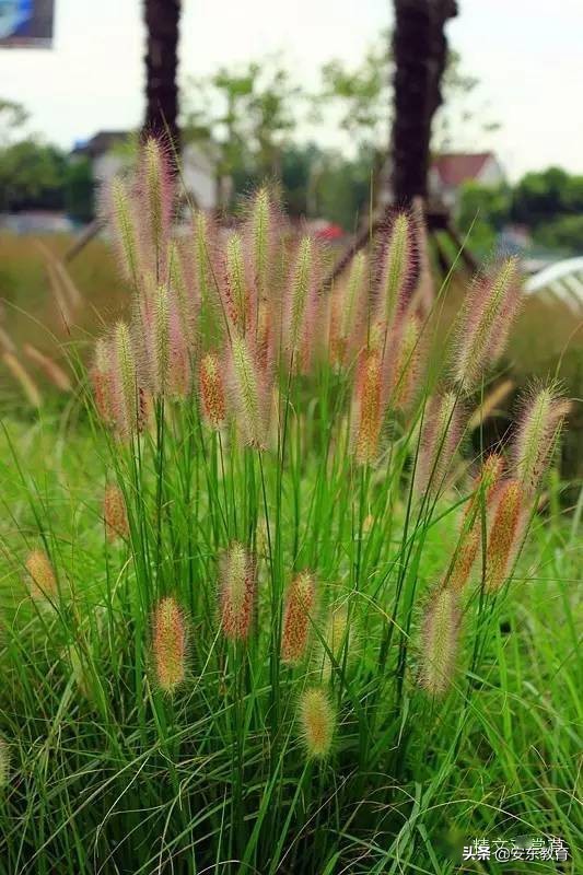 狼尾草的形态特征,狗尾巴草的品种及图片