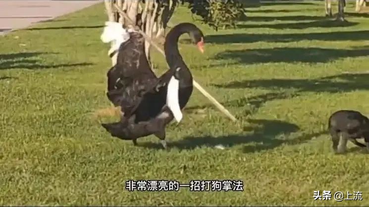 被黑天鹅打得措手不及,学校黑天鹅被学生拿