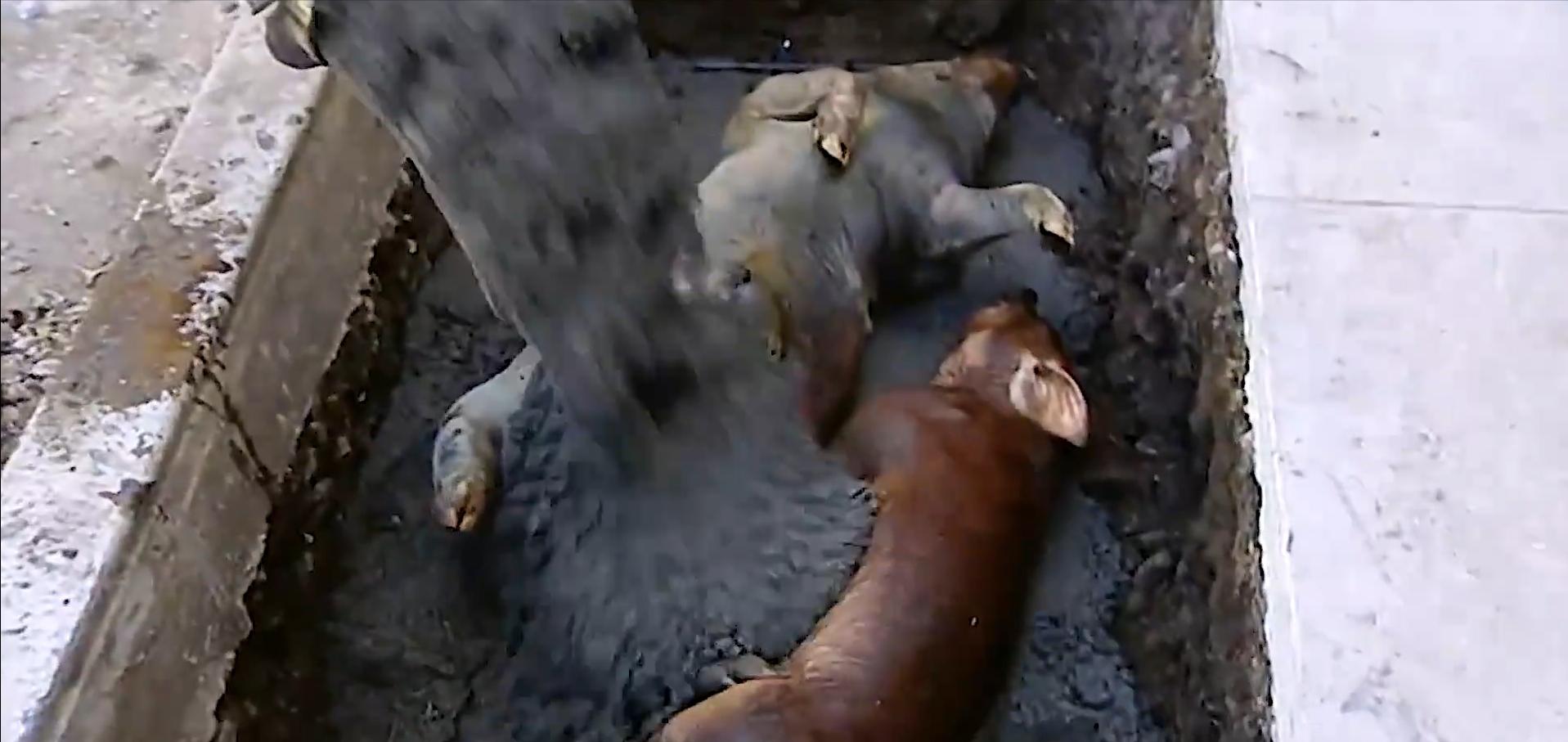 如果人被埋在土里如何自救,如果你被埋在地下怎么办