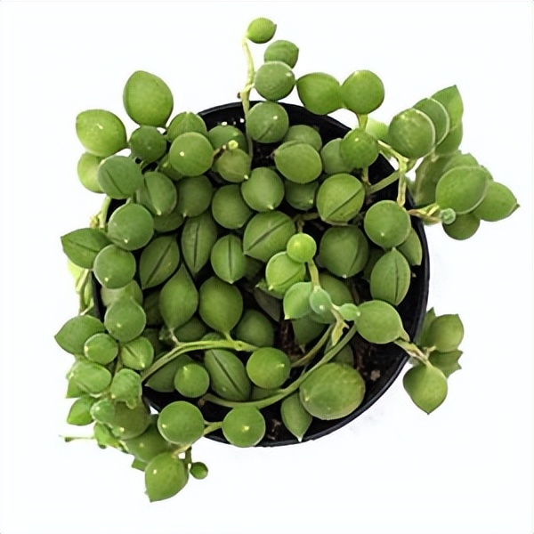 102个大类近500个多肉植物图片，都极其美丽，建议在家中也养一盆