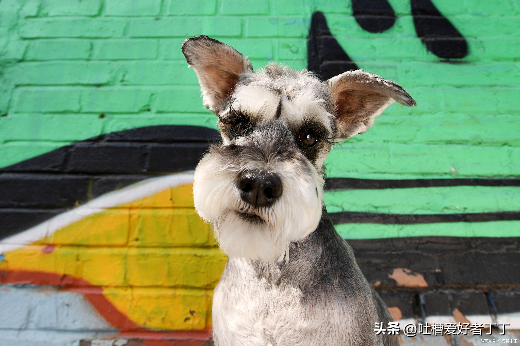 为什么有人养雪纳瑞,为什么越来越多人养泰迪