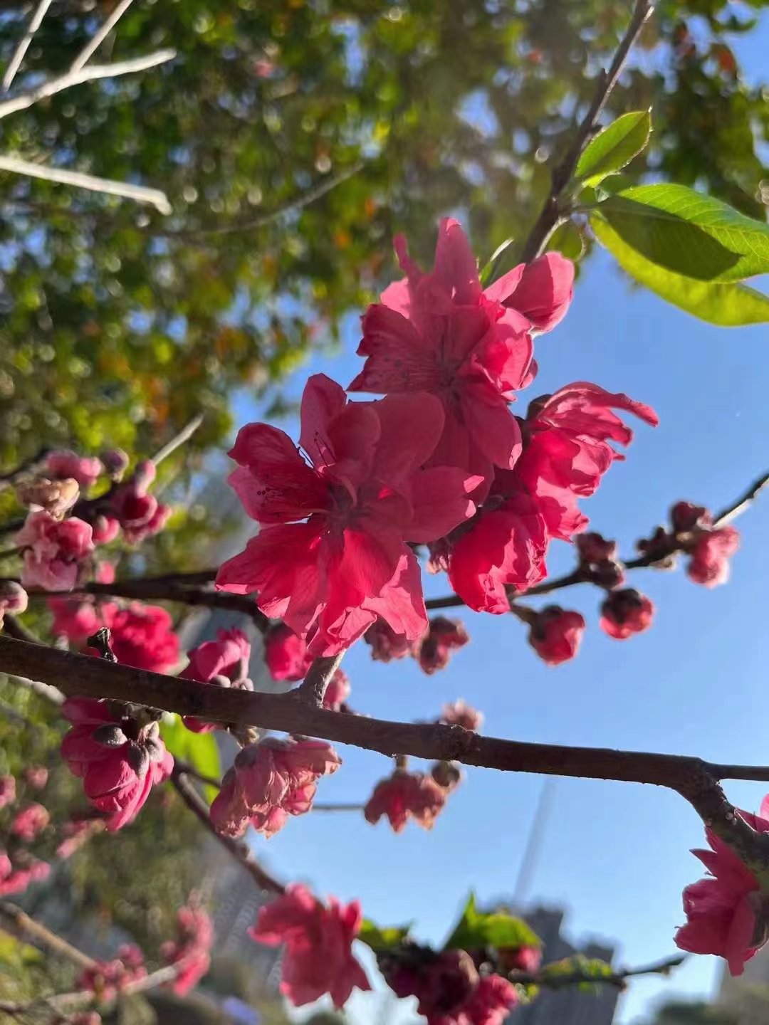 5.98万缤果实测,5.98万缤果配置