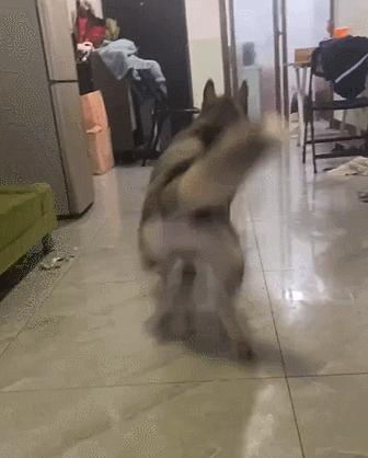 谁懂啊！回南天的养狗人家，惨过住鸡圈！pang臭！