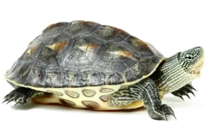 地摊三杰乌龟怎么样,地摊三杰地摊价格