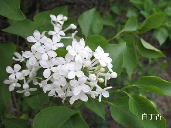 100种花草图片欣赏,50种花草图片大全