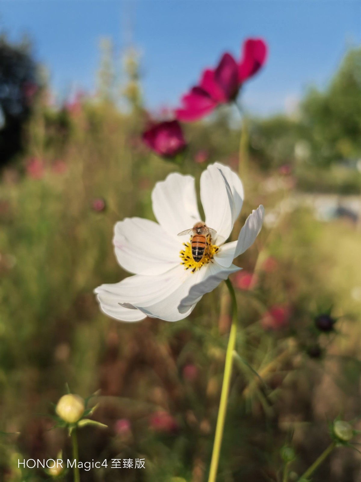 荣耀magic4至臻版体验一个月后,荣耀magic4至臻版全套实拍图