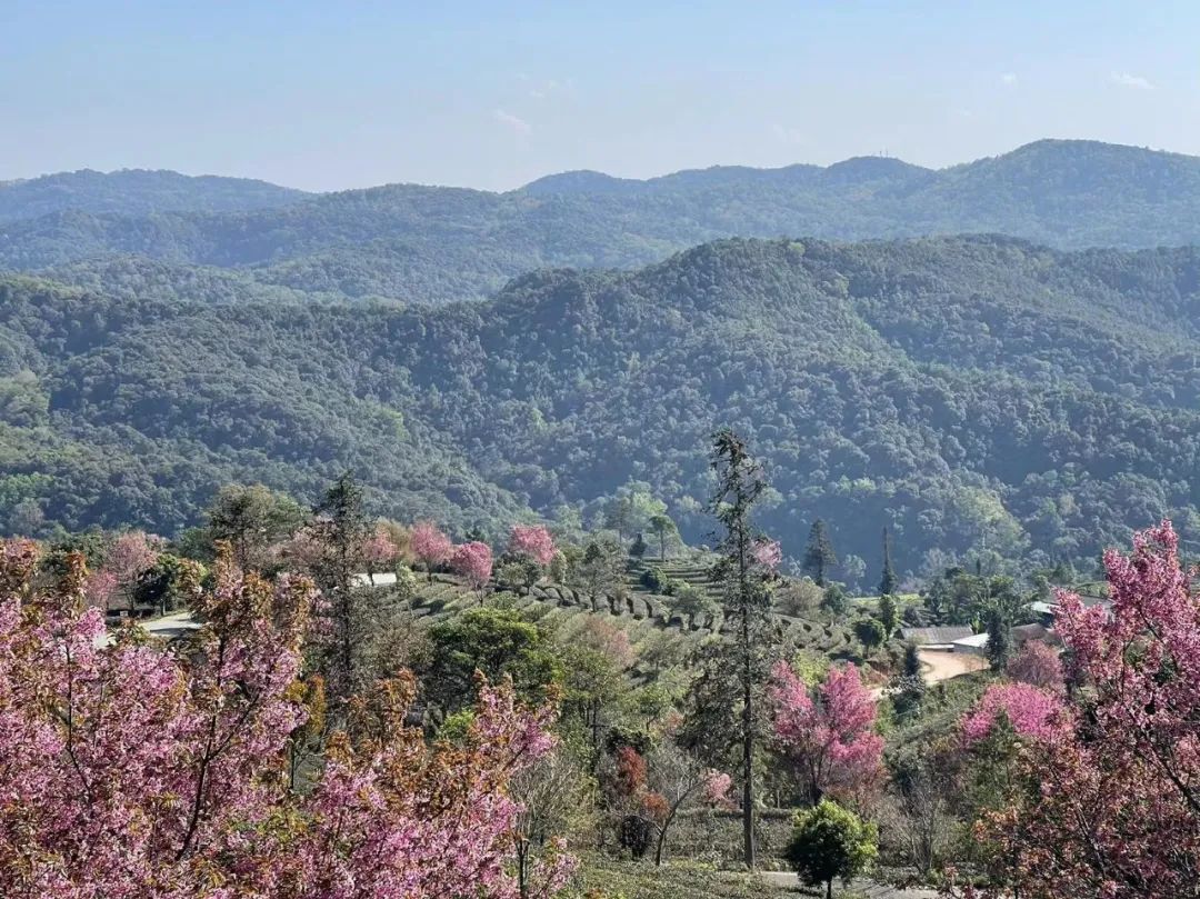 丁辰灵：春节云南自驾九天，看中国巨大文旅经济如何发展？