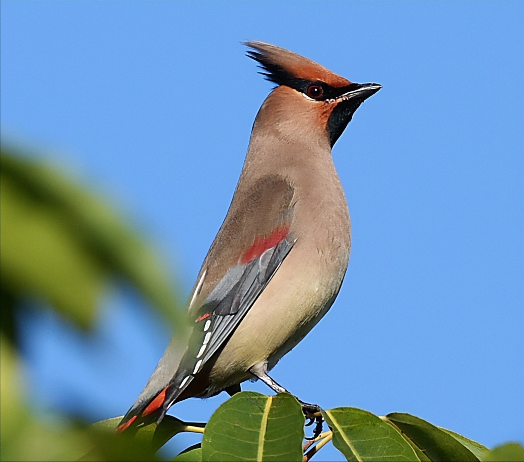 50张最佳鸟类摄影作品,鸟儿大全大图