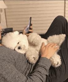 适合家养温顺的狗,什么狗狗最温顺听话好养