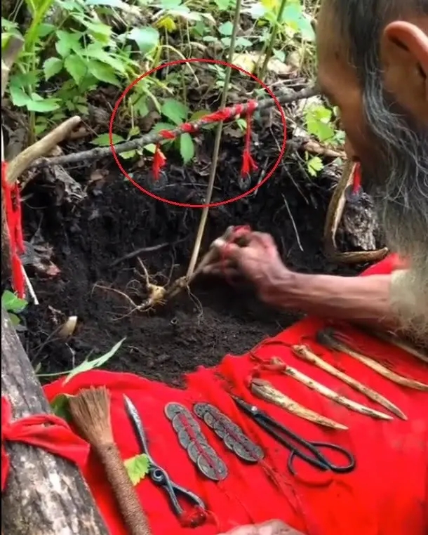 最好的野人参值多少钱一斤,野人参一般20年多少钱