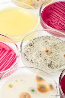 番茄青枯病害鉴别,分离番茄茎腐病真菌的方法