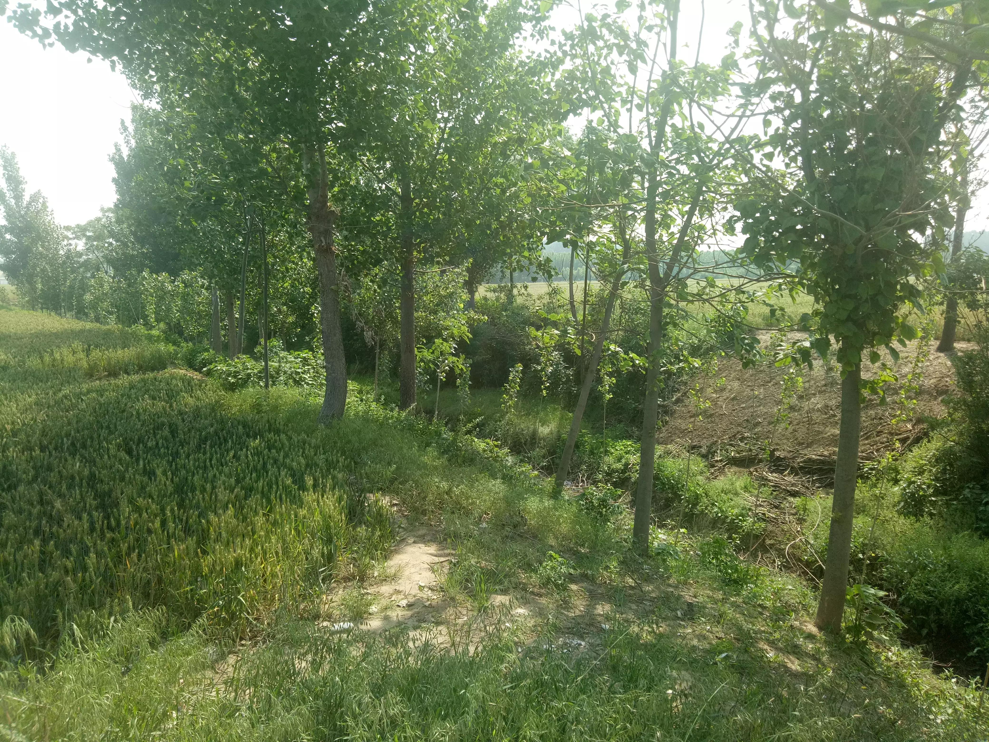 许昌张潘古墓图片,许昌市张潘镇古墓