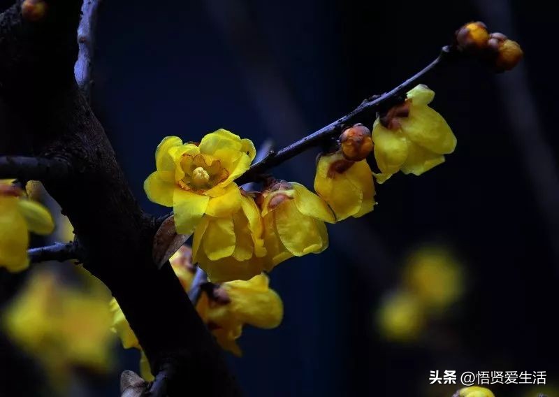 花香满屋植物,花香四溢的绿植