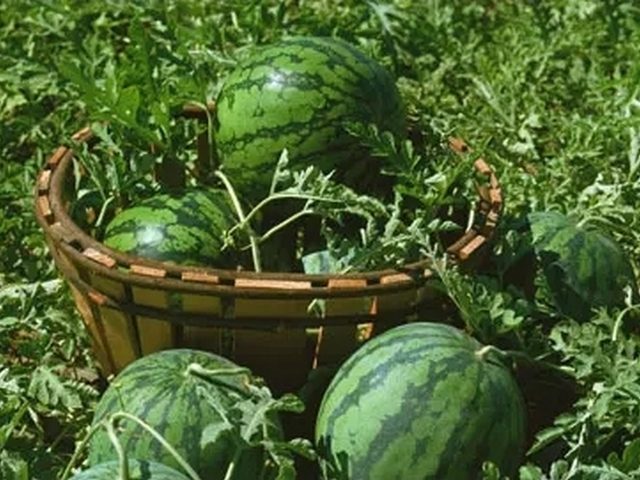 西瓜打针是真的吗,西瓜打针变甜是真的吗