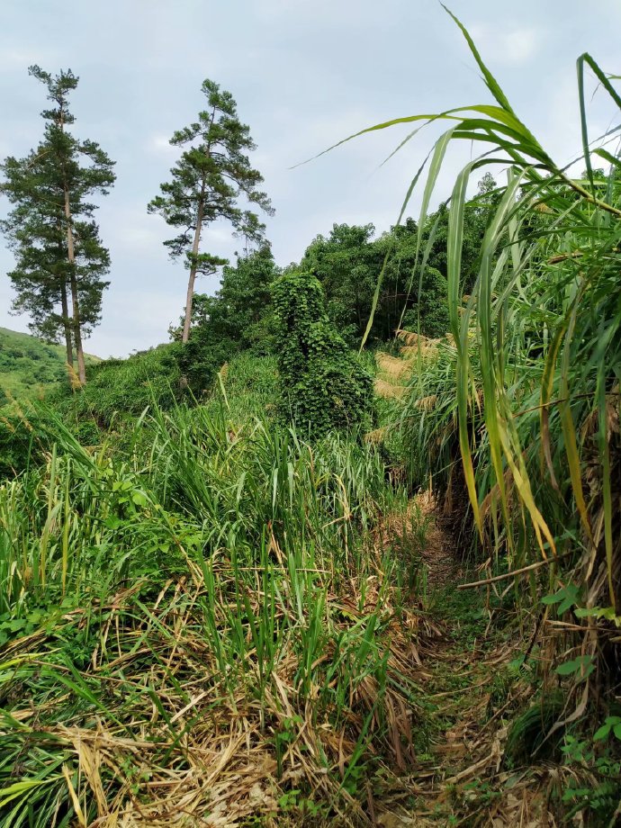 郴乐古道之水头江宜乐古道--广东省乐昌市庆云镇