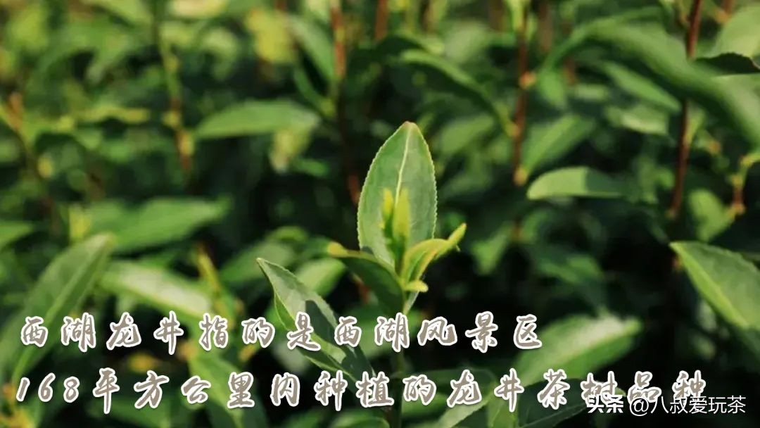 如何辨别正宗的西湖龙井,原来这才是正宗西湖龙井