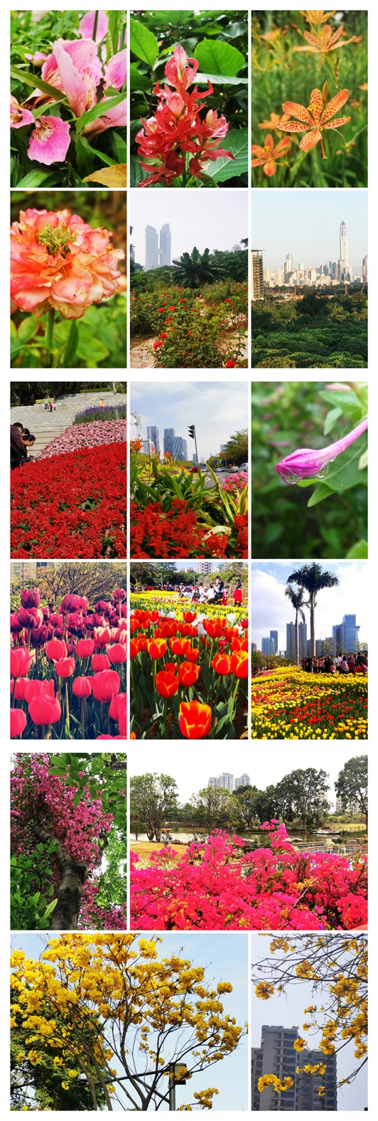 深圳成功打造世界著名花城,深圳打造国际花园城市