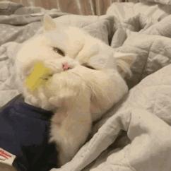 弃养率第二高的品种猫,弃养的猫比野生的猫多吗