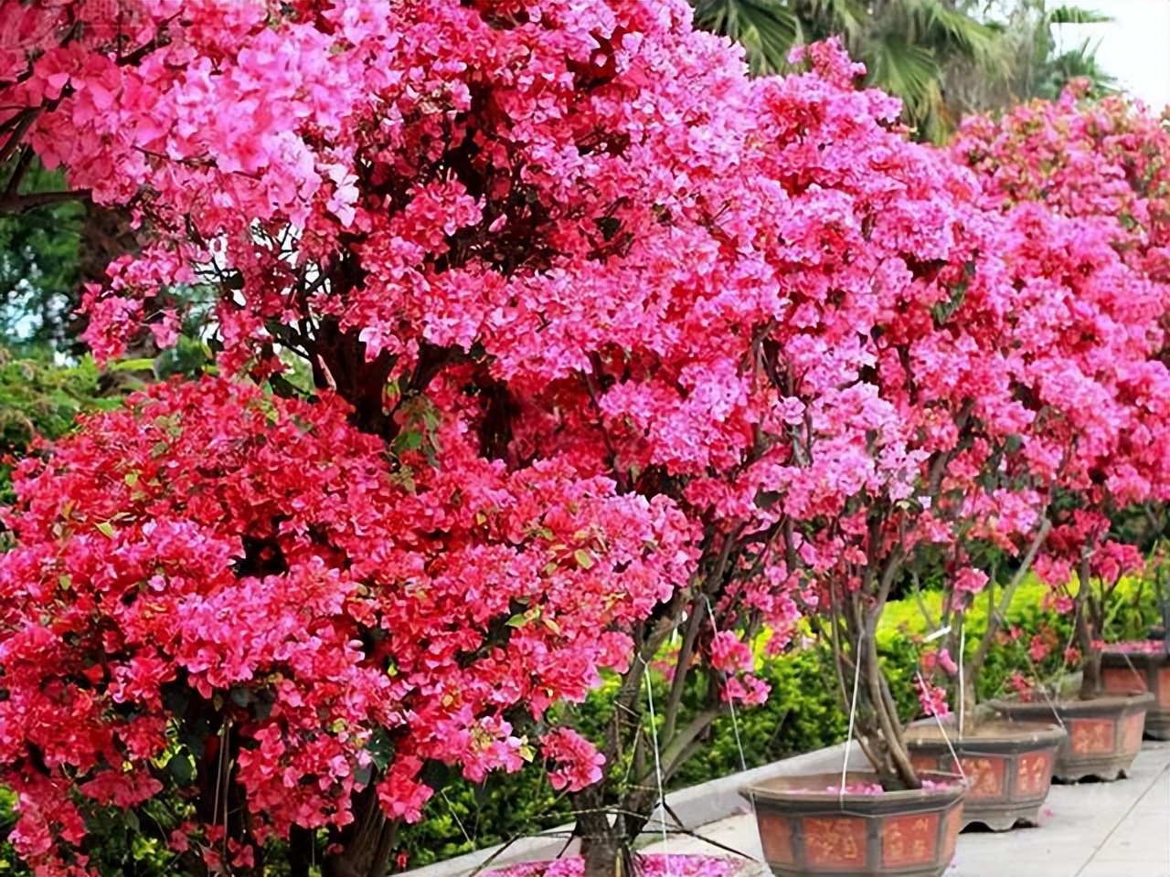 巴西三角梅爬藤骨里红,巴西三角梅爬藤