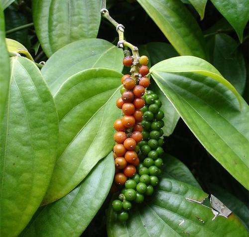 胡椒的性味功效与作用,胡椒的成分和功效与作用