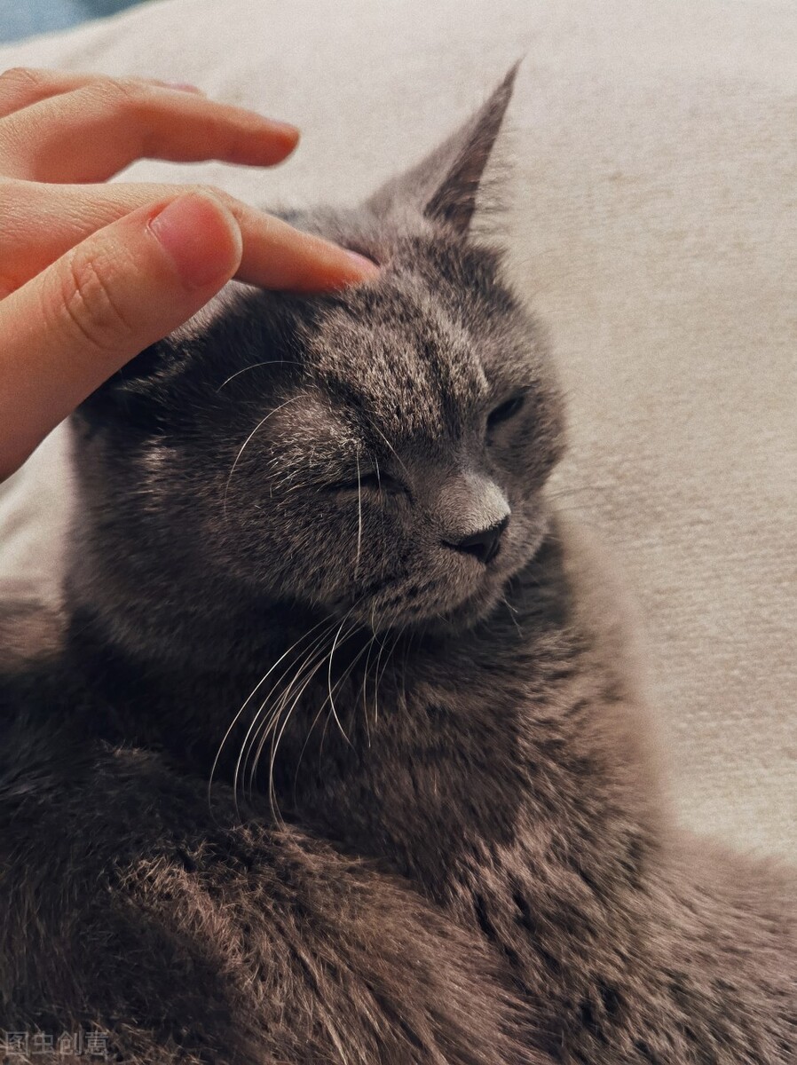 猫长癣是什么原因,猫长癣了