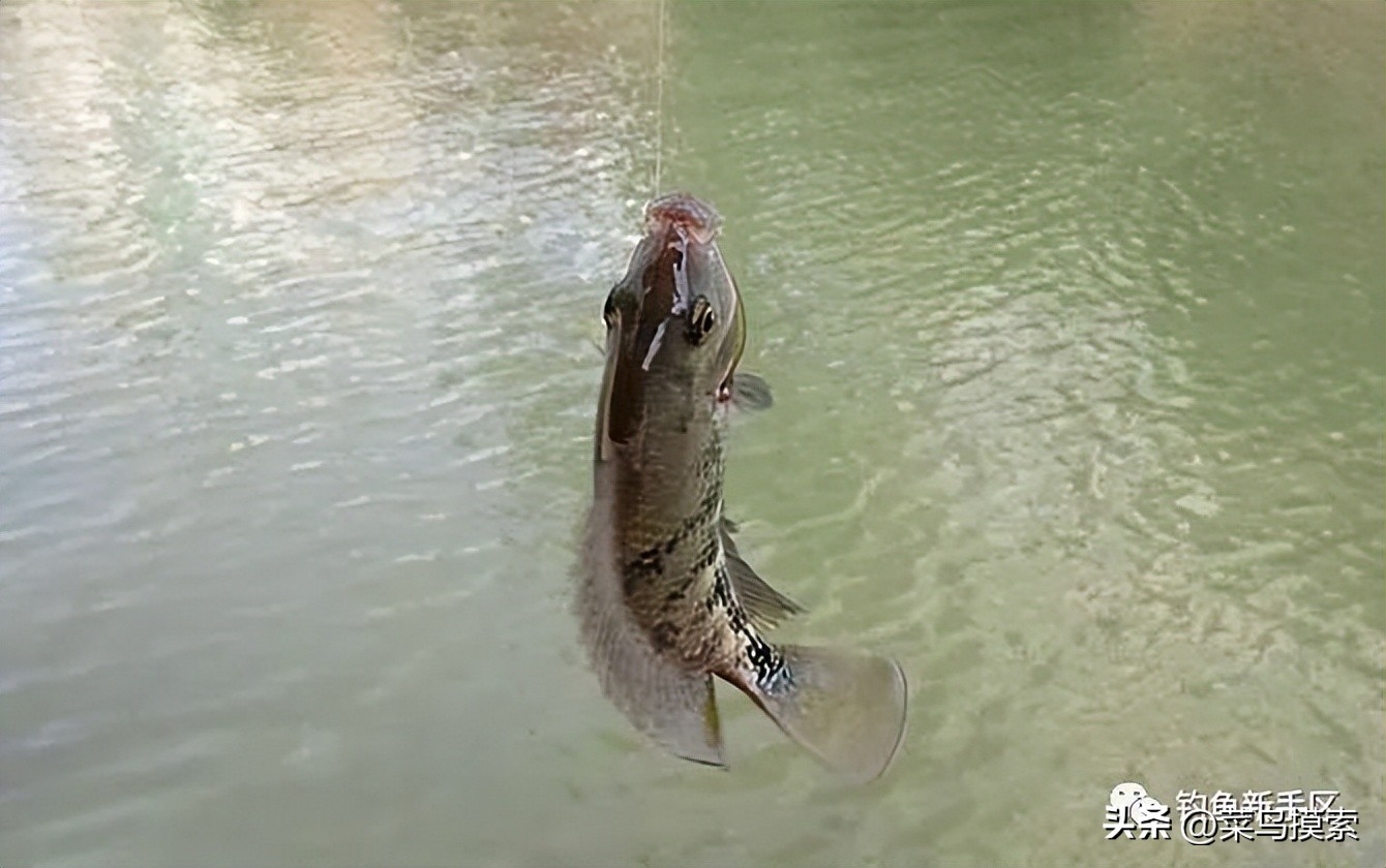 钓草鱼的最佳季节是什么时候,这个季节草鱼用什么饵料钓