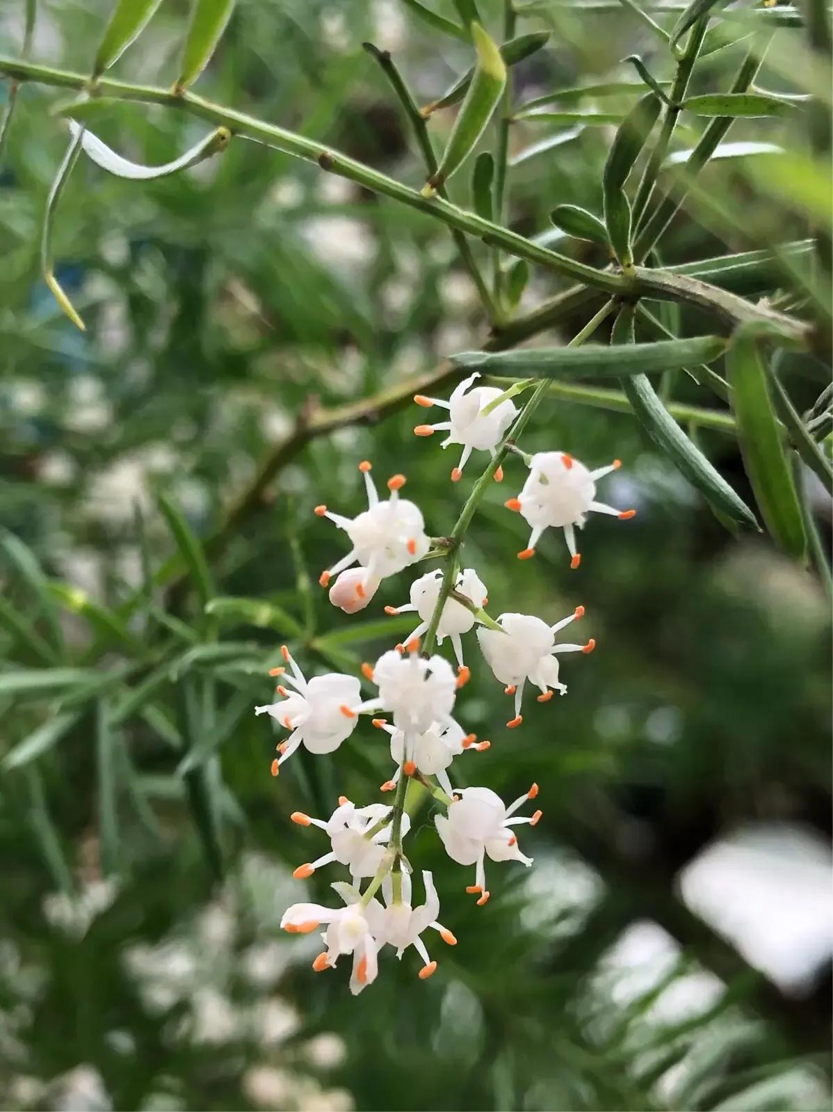 小小花朵——非洲天门冬