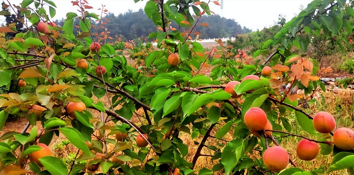 李杏的种子能种吗,杏李栽培要点