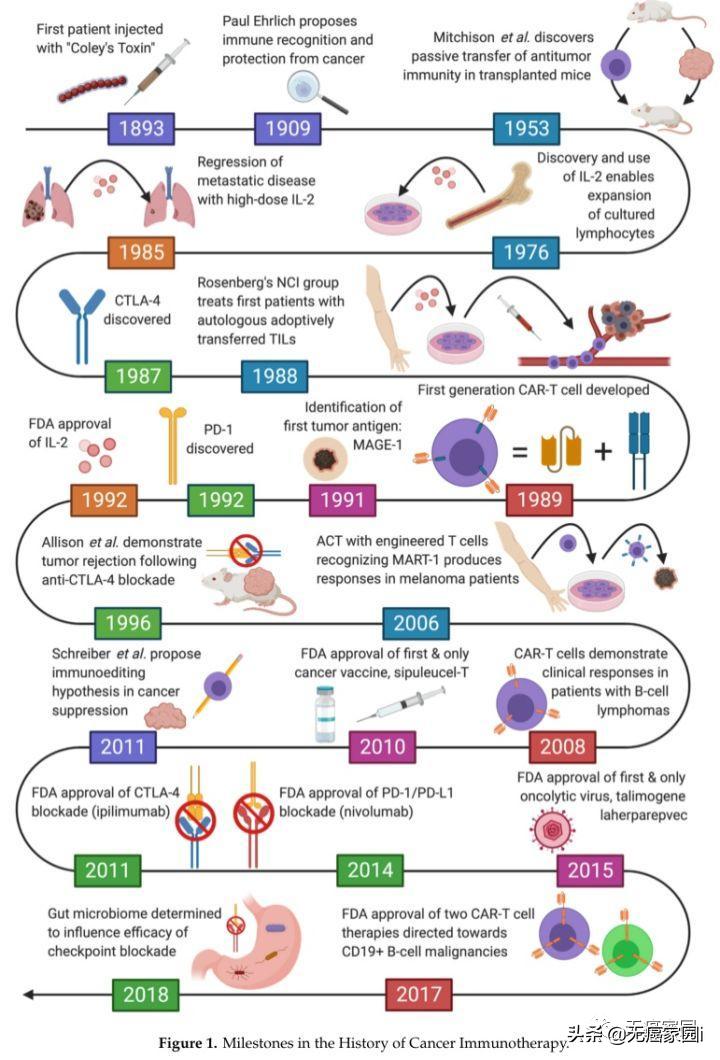 细胞免疫疗法治疗癌症,细胞免疫疗法能治愈癌症吗