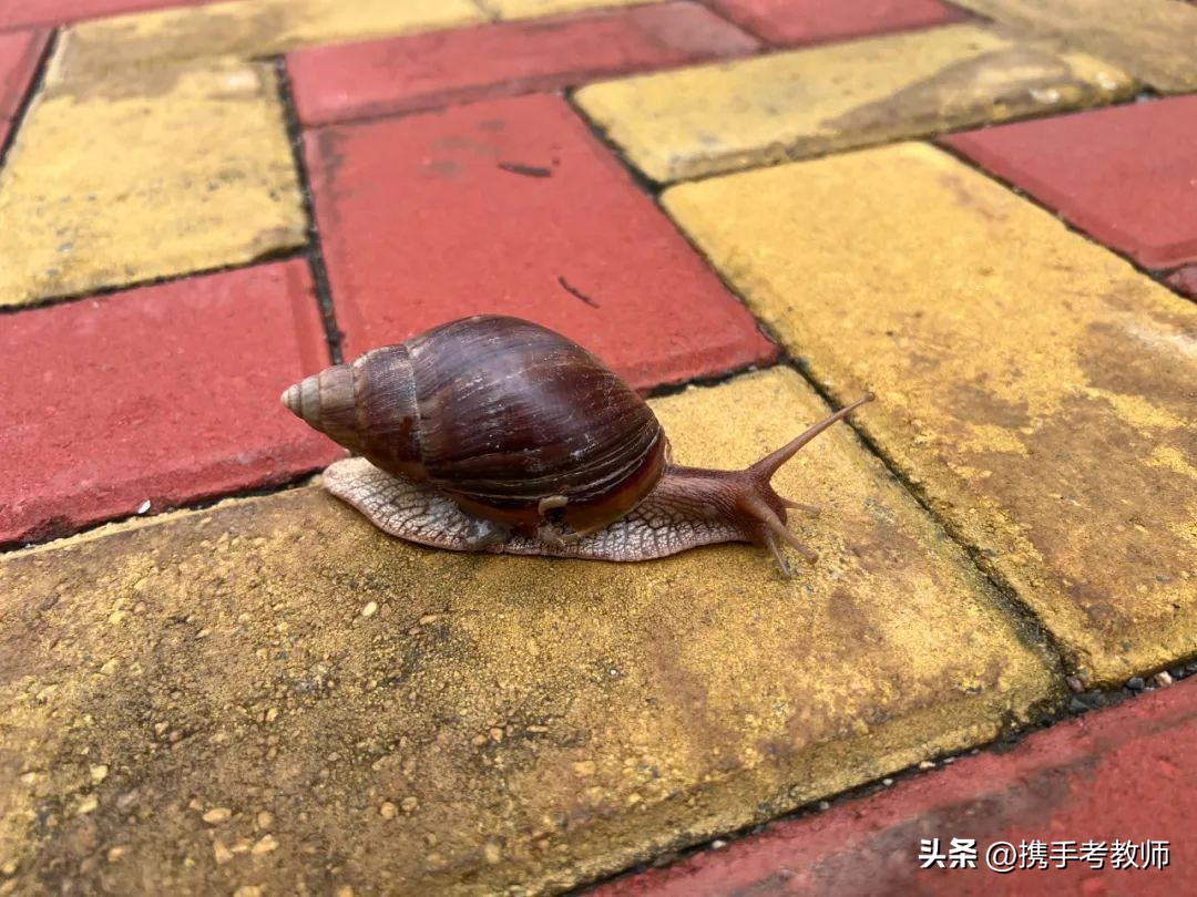 「长长见识」你了解非洲大蜗牛吗？