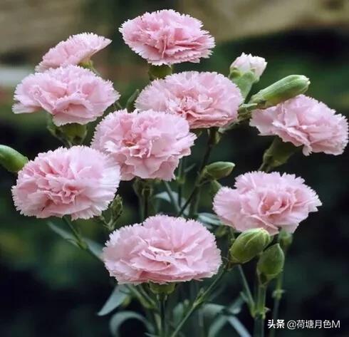 母亲节送给母亲一朵康乃馨,母亲节亲手做一朵康乃馨送给妈妈