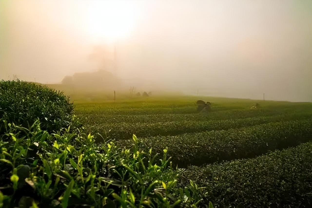 四川大山里有啥名贵药材,四川农村的十大特产