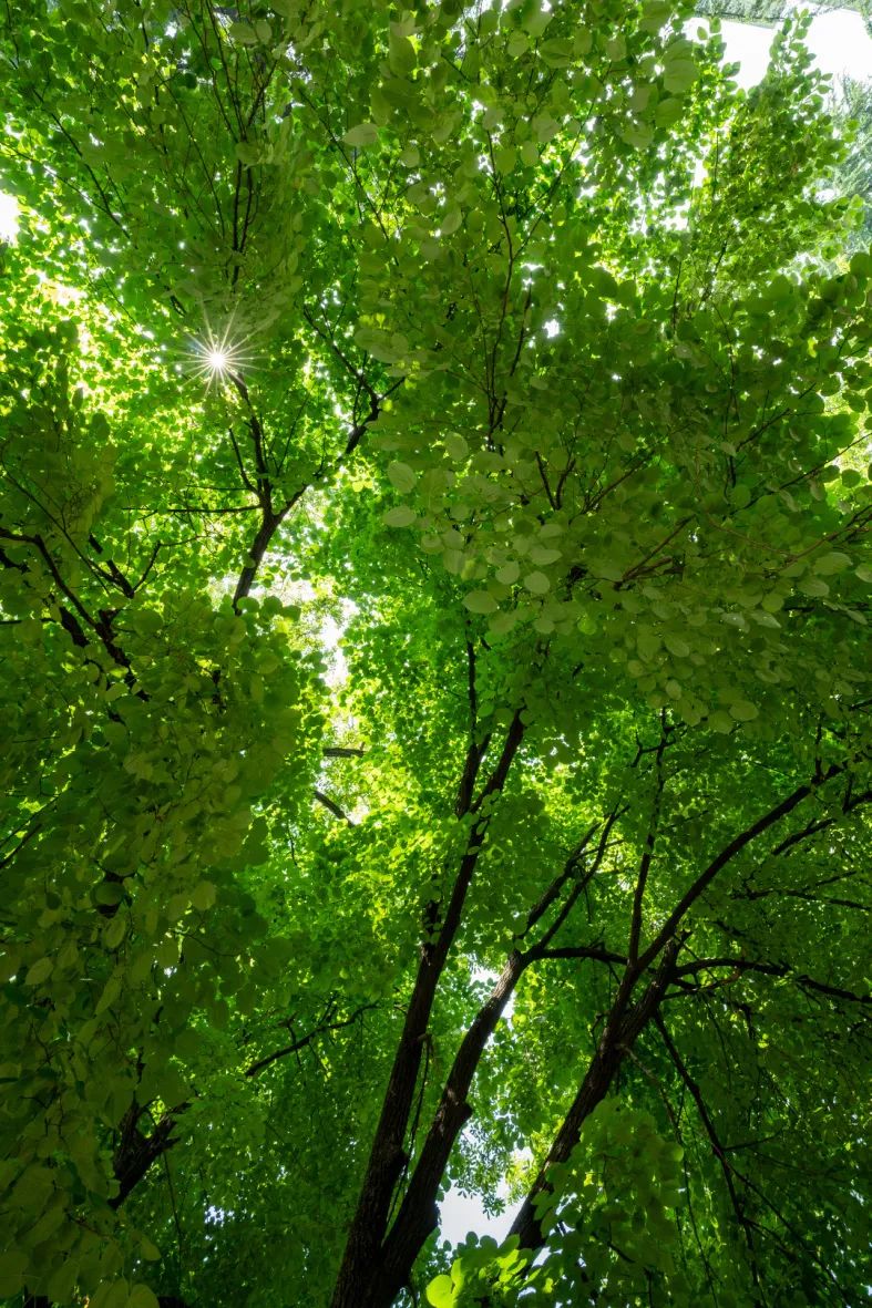 “树”说你的故事|南京椴：承载南京风情文化的乡土树种