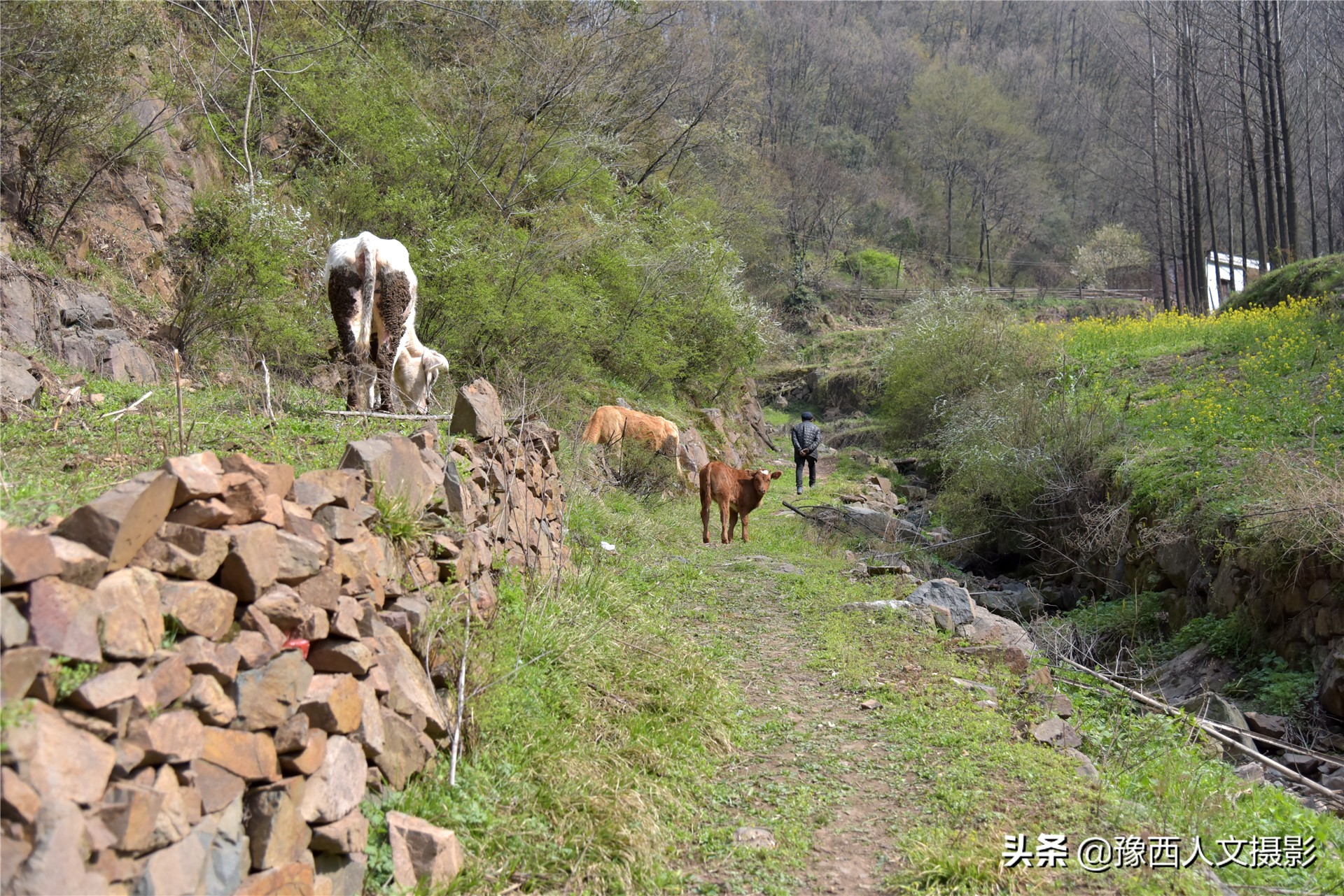 74岁大叔住深山不见人，天天跟老伴儿“捉迷藏”，买一袋盐吃半年