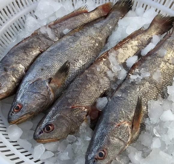 最常见的50种食用鱼吃法和价格,十种常用食用鱼类介绍