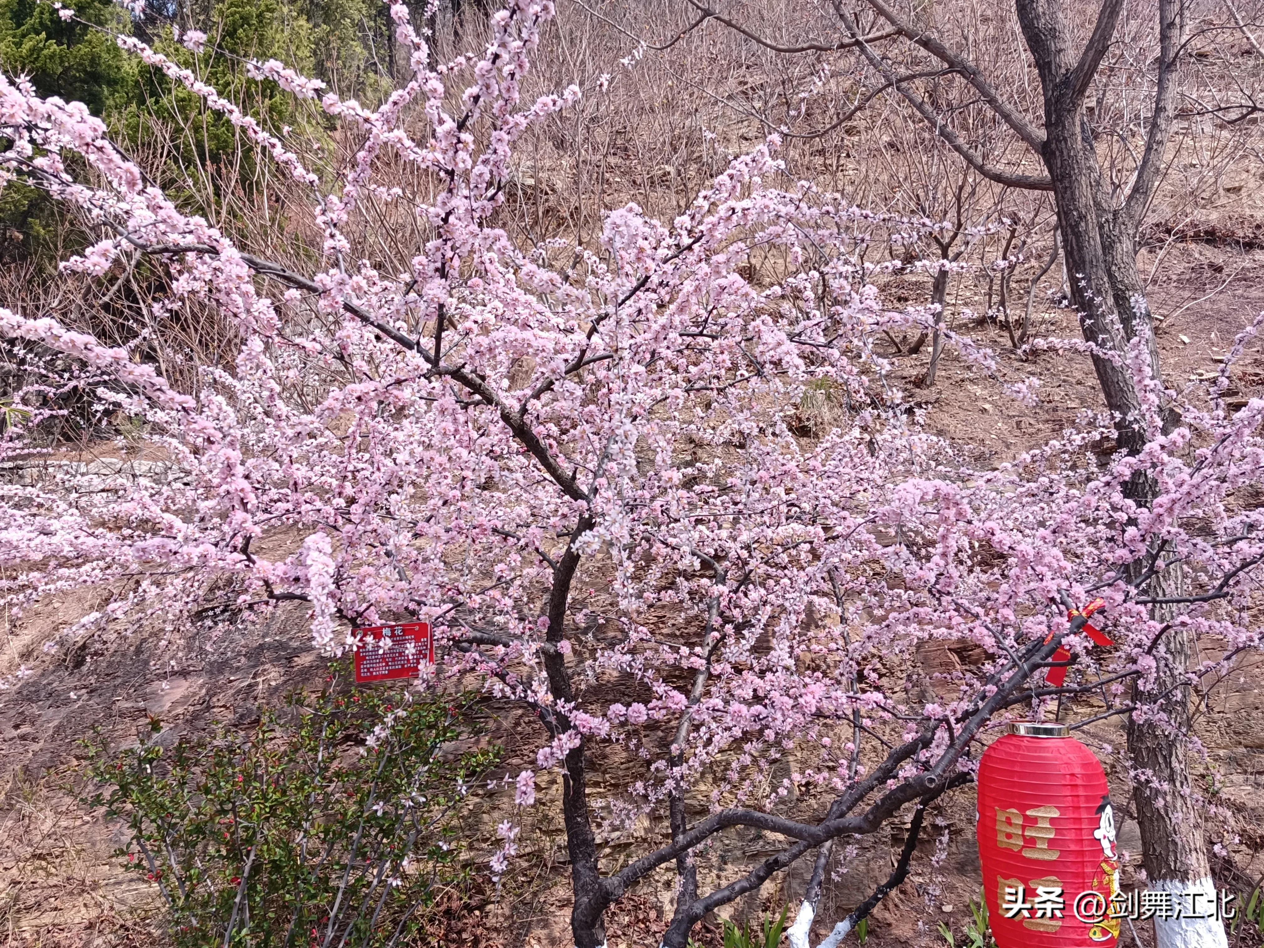 济南红叶谷春游,济南红叶谷赏花时间