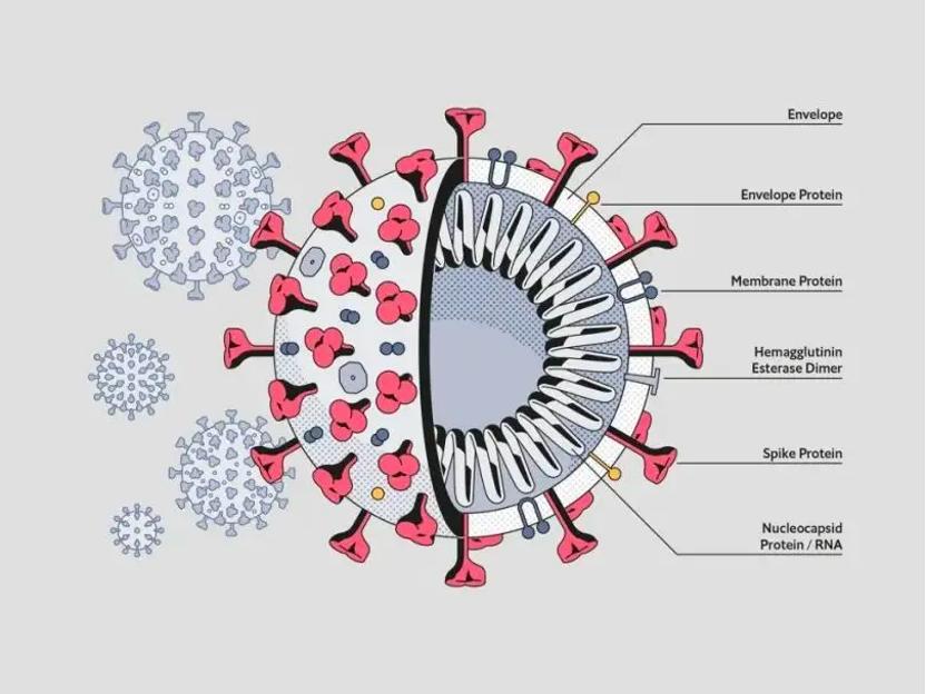 关于抗原自测结果,关于抗原测试的视频