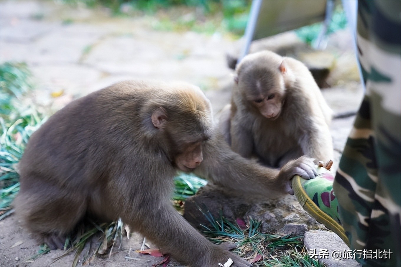 福建旅游攻略武夷山,福建武夷山旅游攻略一日游