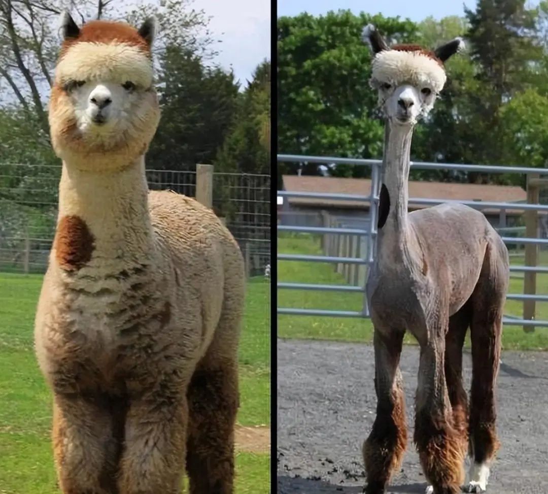 38张照片看世界：黎巴嫩被毁坏的港口，山洞球场