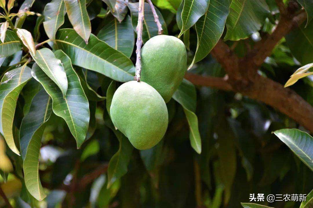 路边树上的芒果可以采摘吗,为什么路边的芒果不能采摘来吃