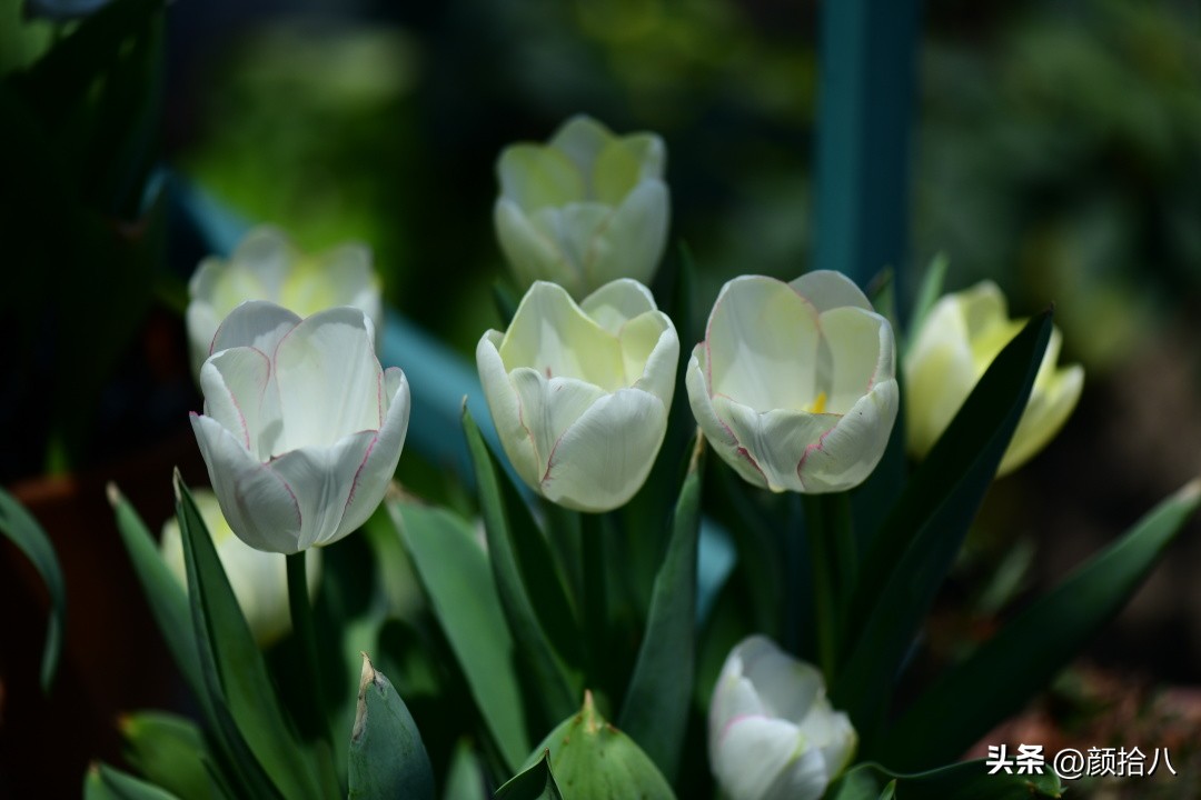 盘点今年河马花园里最美的几款郁金香|园丁