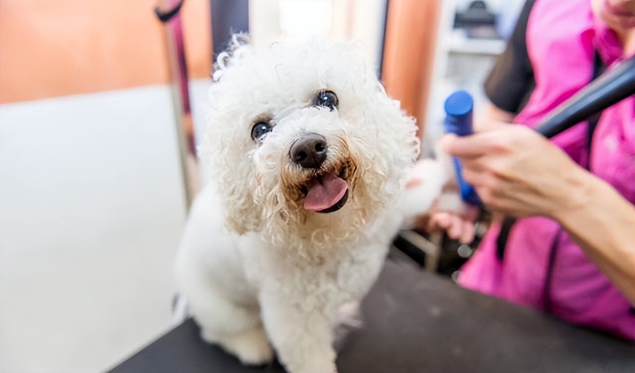 比熊睡觉做梦原因,比熊最怕的几件事