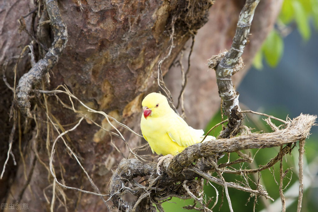 鹦鹉鸟腿瘸了自己能好吗,牡丹鹦鹉腿瘸了怎么办