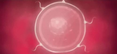 失落的小勇士们,踏上了怀孕之路