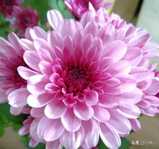 各种各样的鲜花尽情开放争芳斗艳,各种颜色的鲜花开得好美丽动人