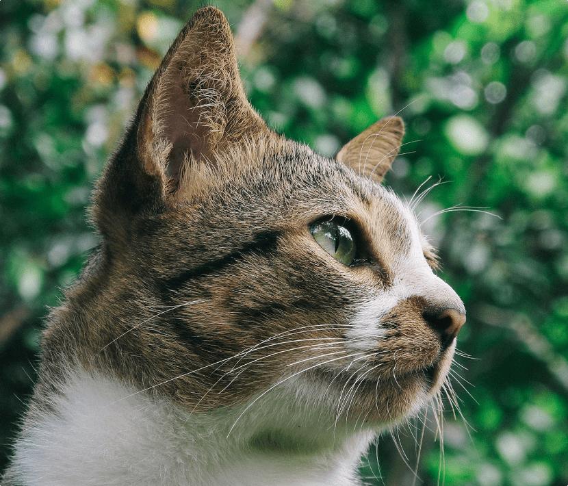 美士一分为二猫罐头测评,最好品质的猫罐头品牌是什么