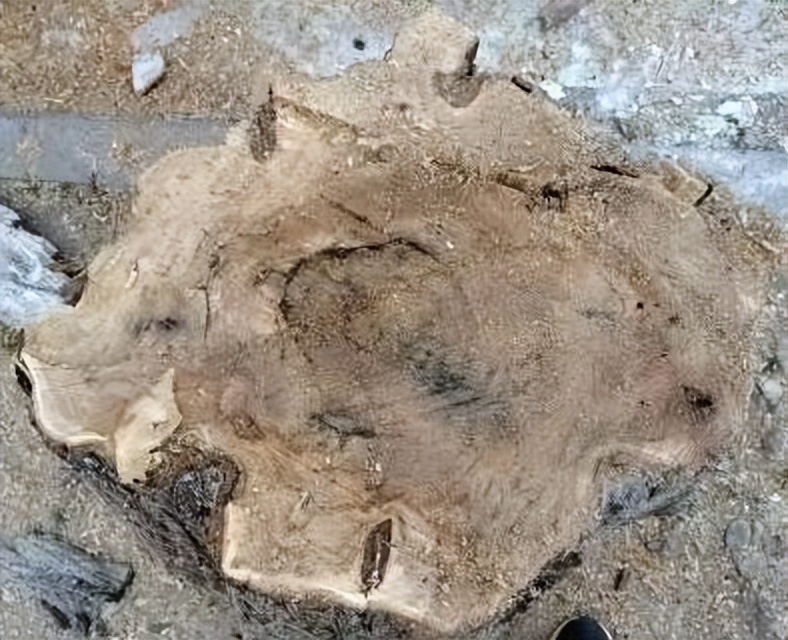 树木诊断中要注意哪些问题,树木健康监测与日常养护