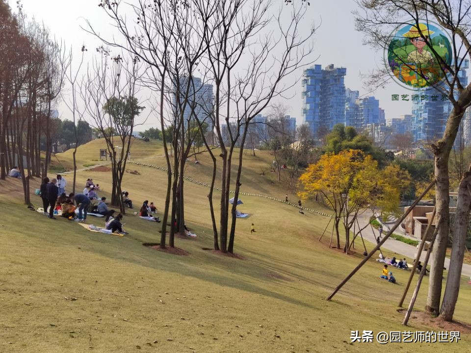 疏林草地的作用,疏林草地效果图